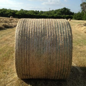 Hay Kings Podcast: Things I Wish I Knew Starting A Custom Hay Operation (S4:E10)