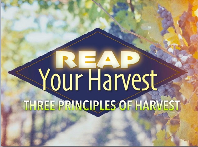 Reap Your Harvest: Three Principles of Harvest