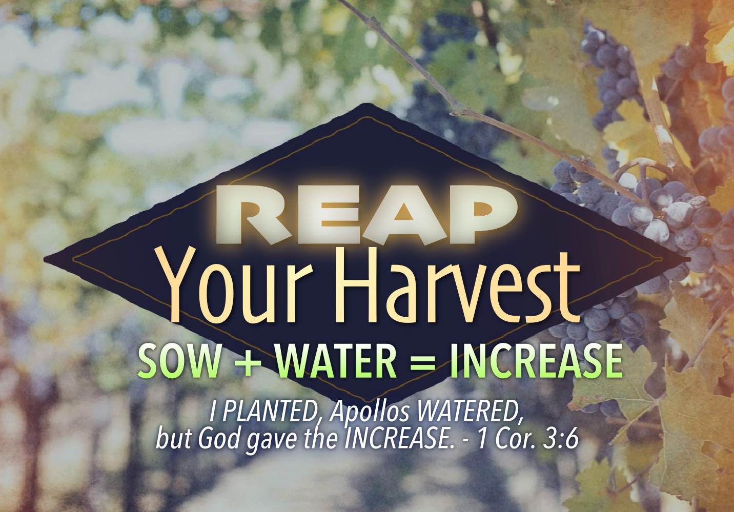 Reap Your Harvest:  Sow + Water = Increase