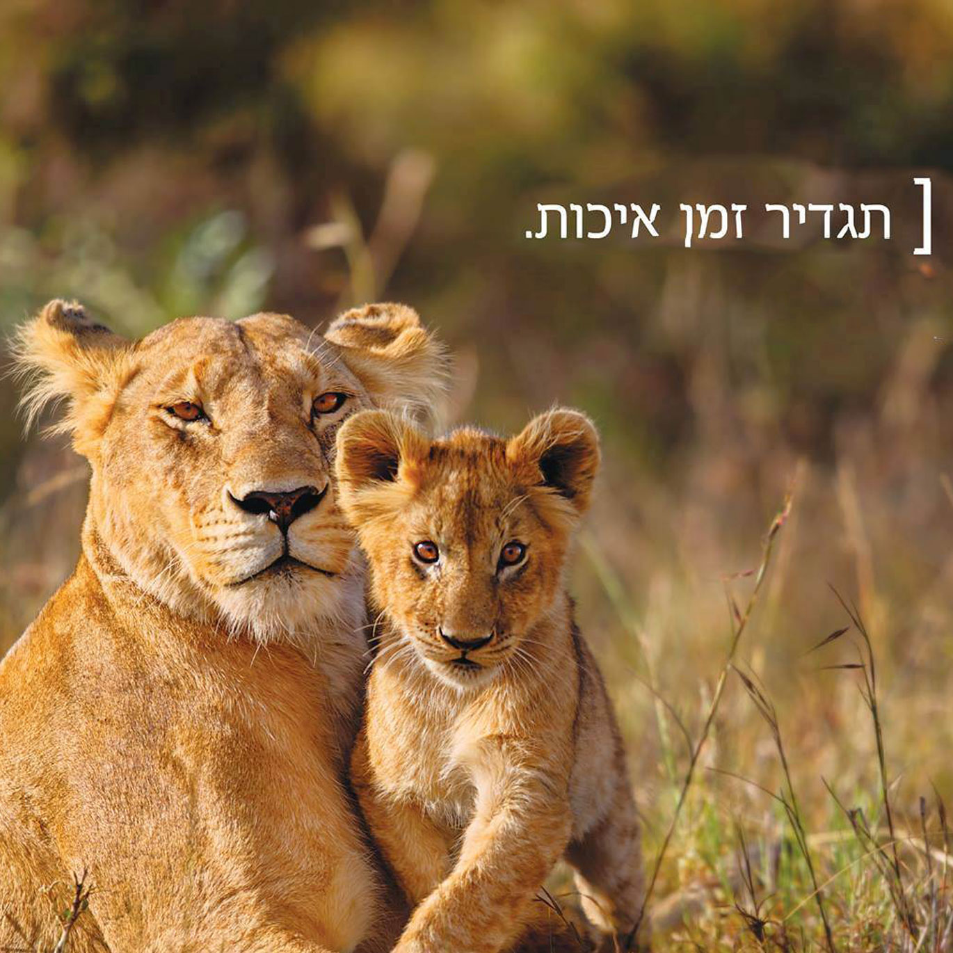 רענן בן בסט, מנכ רענן בן בסט, מנכ