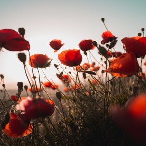 Remembrance Sunday Evening - Mark Brown - 10th November 2019