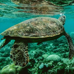 CCR 101 Snorkeling and Climate Change: Elise Silvestri and Linda Sue Park