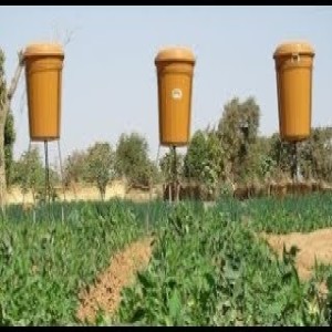 Drip irrigation for tomato (Summary)