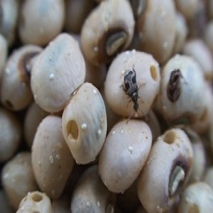 Storing cowpea seed (Summary)