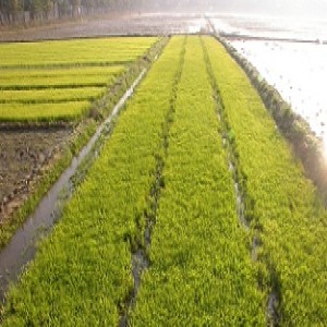 The rice seedbed (Summary)