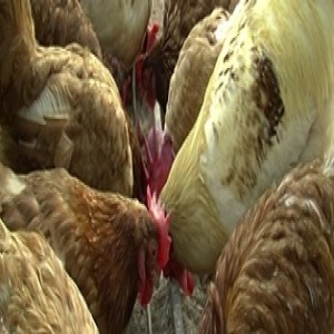 Feeding improved chickens (Summary)
