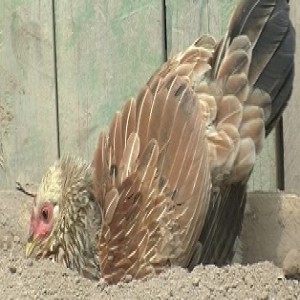 Prendre soin des poulets locaux (résumé)