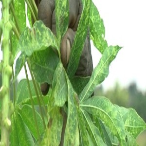 La mosaïque du manioc (résumé)