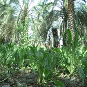 Date palm IPM (Summary)