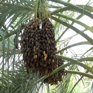 Gestion de palmier dattier (résumé)