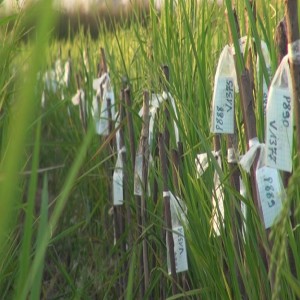 Selecting new rice varieties (Summary)