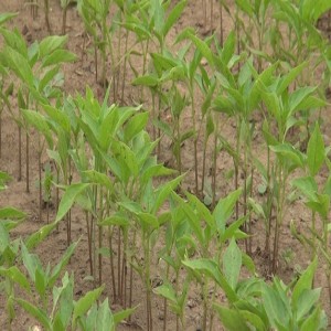 Making a chilli seedbed (Summary)