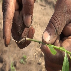 Transplanting chillies (Summary)