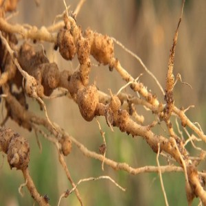 Managing vegetable nematodes (Summary)