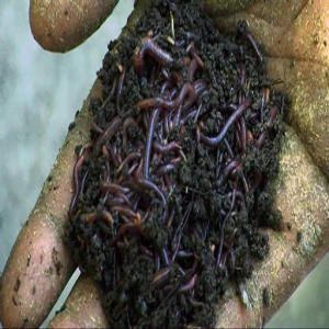 The wonder of earthworms (Summary)