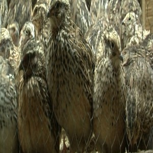 Quail housing (Summary)