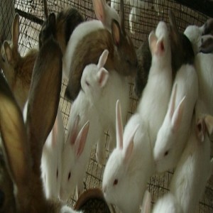 Reproduire des lapins (résumé)