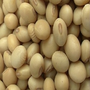 Harvesting and storing soya bean seed (Summary)