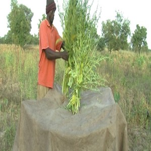 Harvesting and storing sesame (Summary)