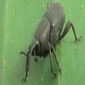 Controlling banana weevils (Summary)