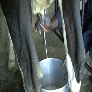 Hand milking of dairy cows (Summary)