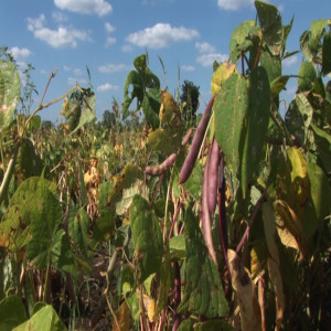 Beans as a relay crop (Summary)