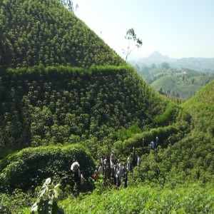 Cultiver le manioc sur des terres inclinées (résumé)