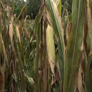 Bending over the maize (Summary)