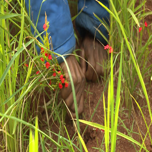 Striga management in rice (Summary)