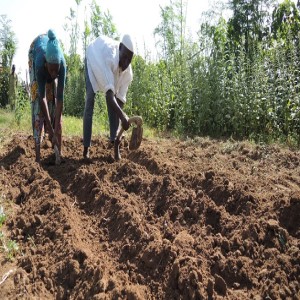 Comment rendre le sol fertile pour l’oignon (résumé)