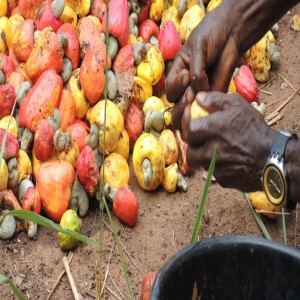 La collecte de fruits tombés contre les mouches des fruits (résumé)