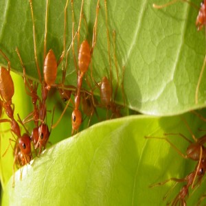 Les fourmis tisserandes luttent contre les mouches des fruits (résumé)