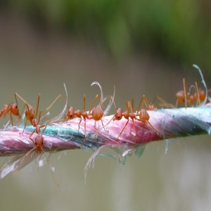 Encourager des fourmis tisserandes dans votre verger (résumé)