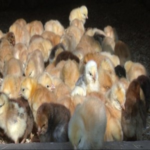 Travailler ensemble pour des poussins en bonne santé (résumé)