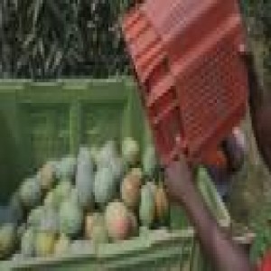 Récolte sélective de mangues (résumé)