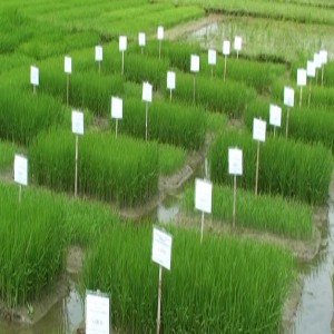 Le riz tolérant à l’inondation (résumé)