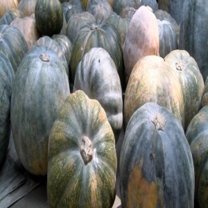 Sorting and storing pumpkins (Summary)