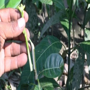 Greffage de plants de manguiers (résumé)