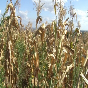 Culture intercalaire du maïs et du pois cajan (résumé)