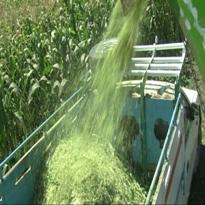 Silage from maize (Summary)