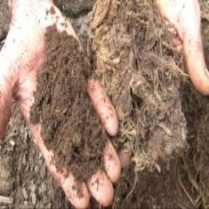 Compost from rice straw (Summary)