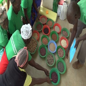 Farmers' rights to seed - Malawi (Summary)