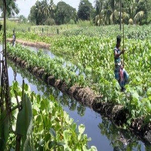 Jardin potager flottant (résumé)