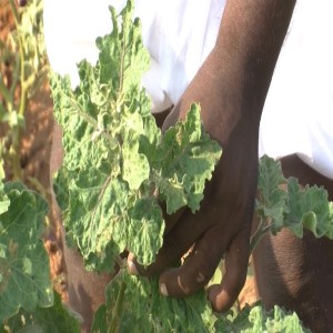 Le virus des feuilles en cuillère de la tomate (résumé)