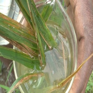 Managing bacterial leaf blight in rice (Summary)