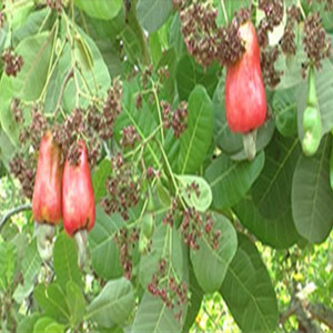Growing annual crops in cashew orchards (Summary)