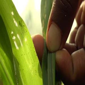 Scouting for fall armyworms (Summary)