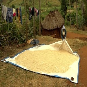 Gestion des aflatoxines dans le maïs pendant le séchage et le stockage (résumé)