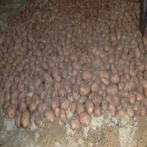 Utilisation de la sciure de bois pour stocker les pommes de terre (résumé)
