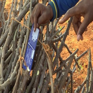 Quality cassava planting material (Summary)
